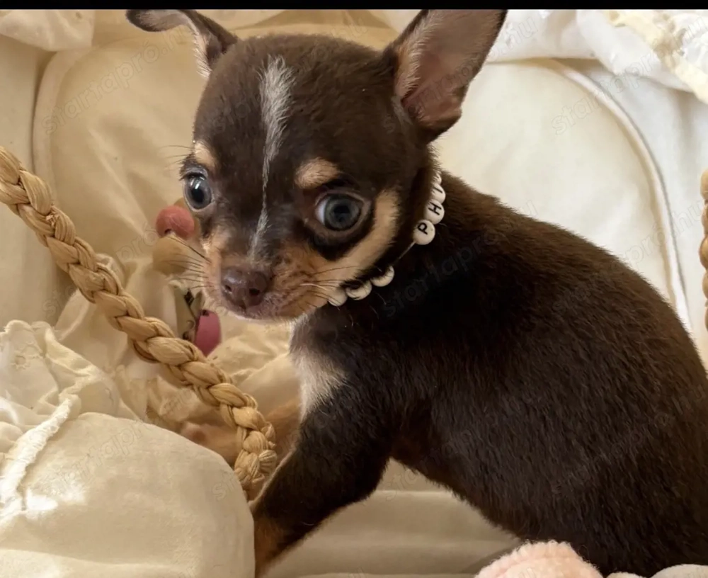 csivava csokolade tricolor