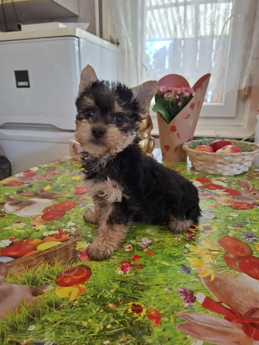 9 hetes mini yorki kislány.