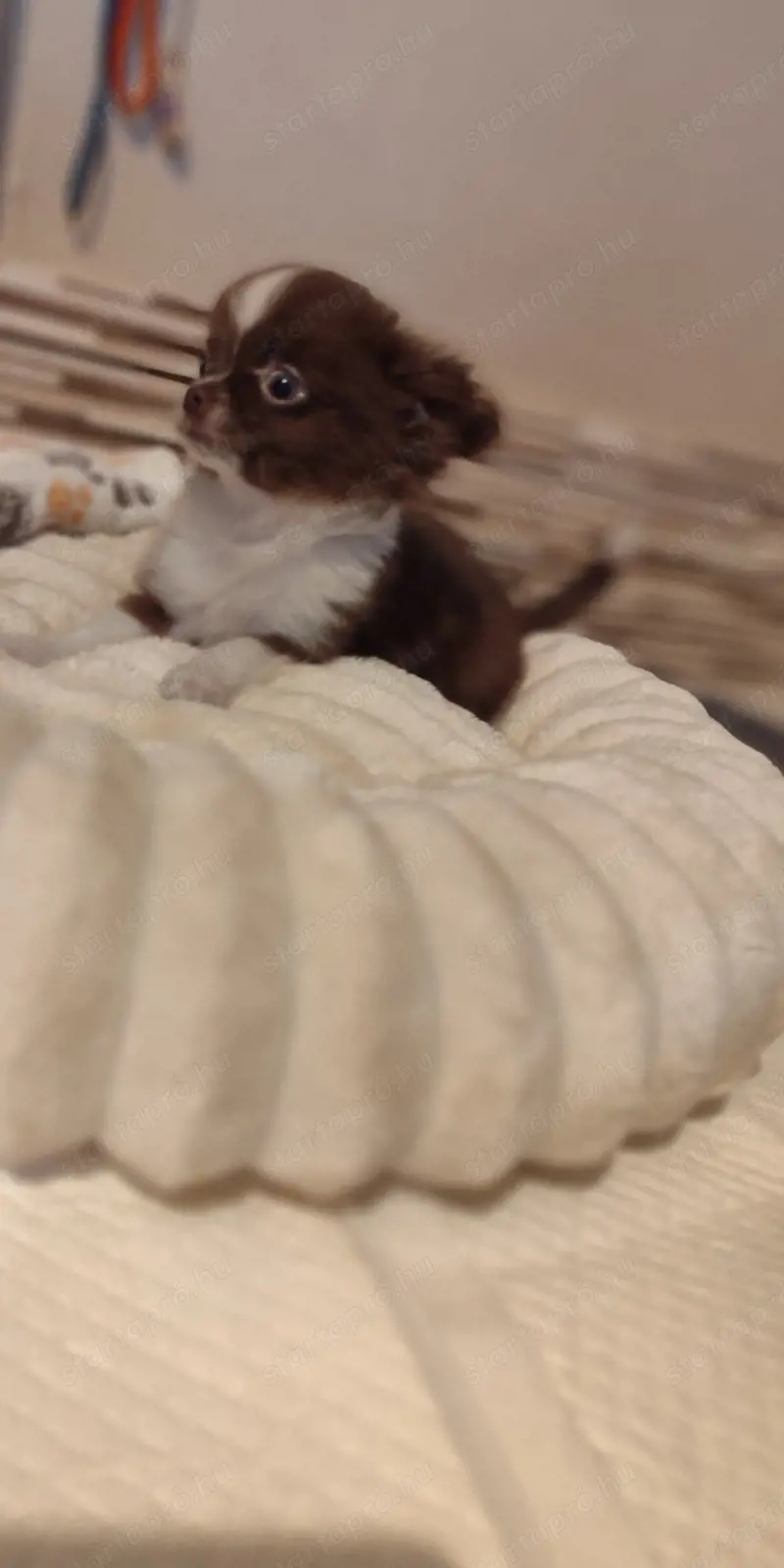 Csokoládé színű szuka Csivava-Chihuahua