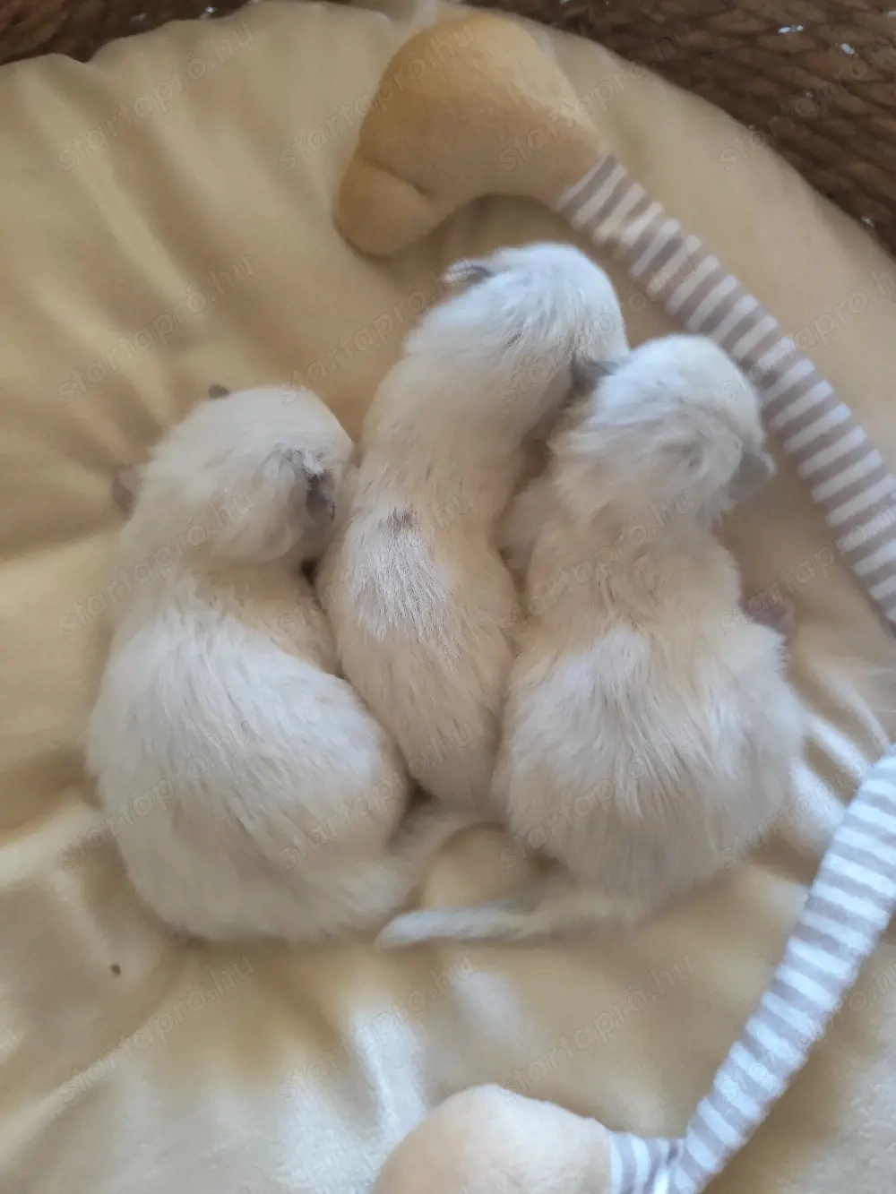 ragdoll cicák foglalhatók