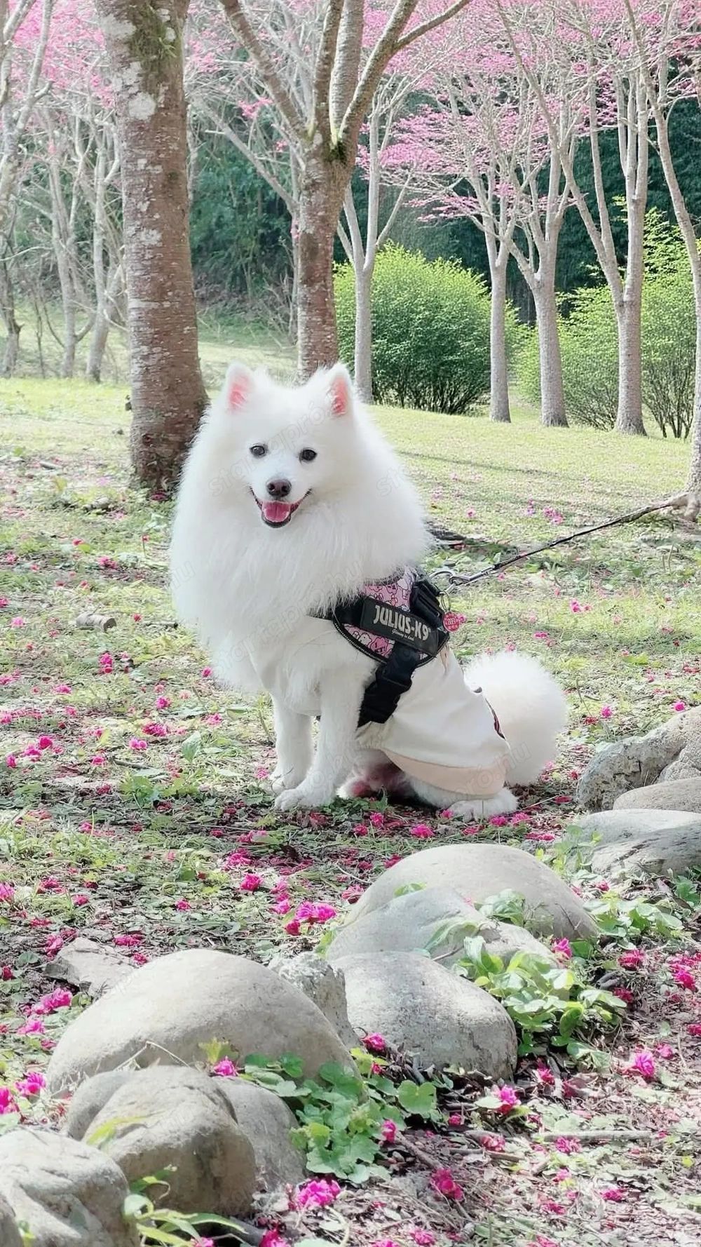 9 hónapos kölyök német spitz gazdisodna