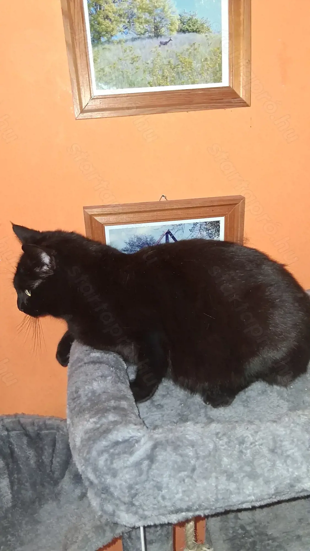 Brit lany cica 8 hónapos 