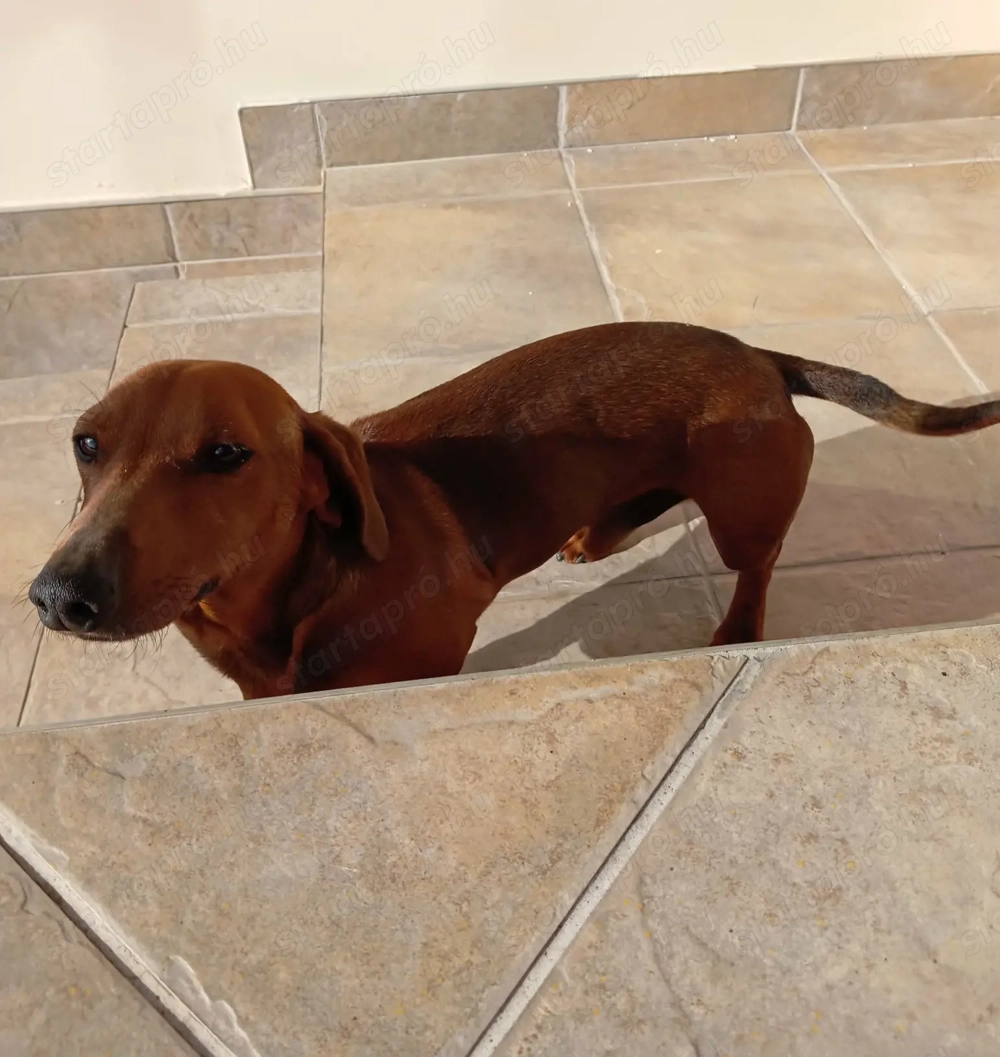 Tacskó fiú kutya 1 éves szerető gazdit keres.