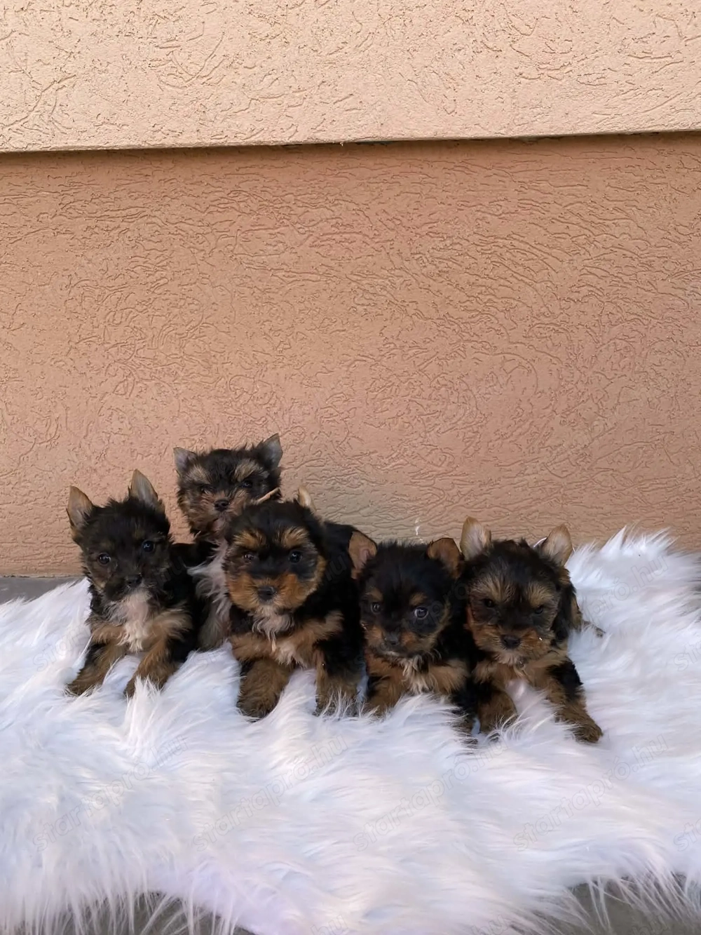 Yorkshire terrier kis kutyák