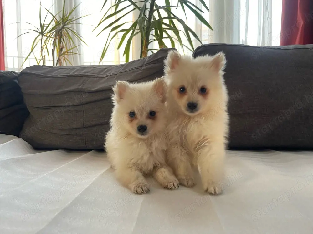 Pomerániai Törpe Spitz kiskutyák