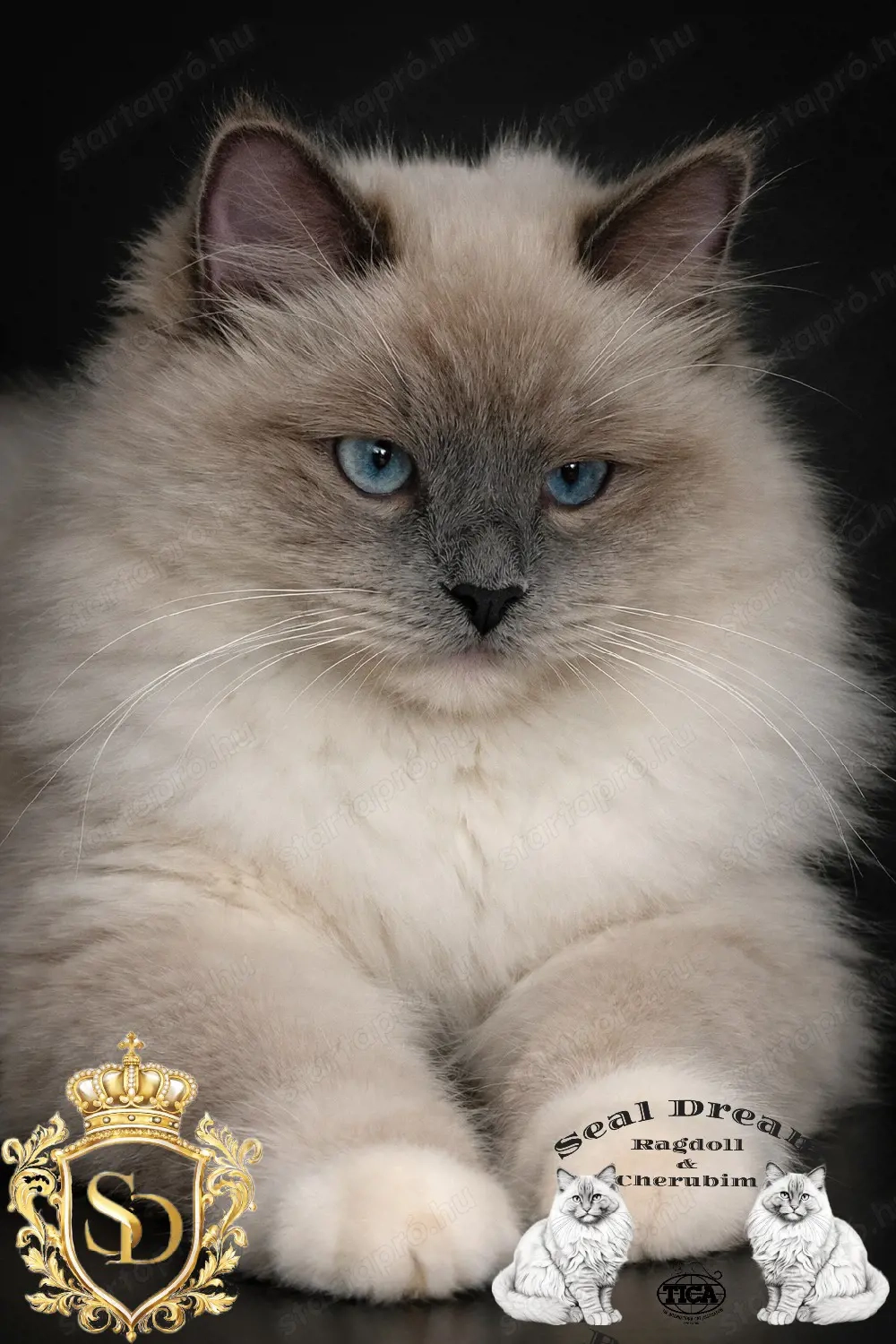 Törzskönyves, Champion, Original Ragdoll (rongybaba) 