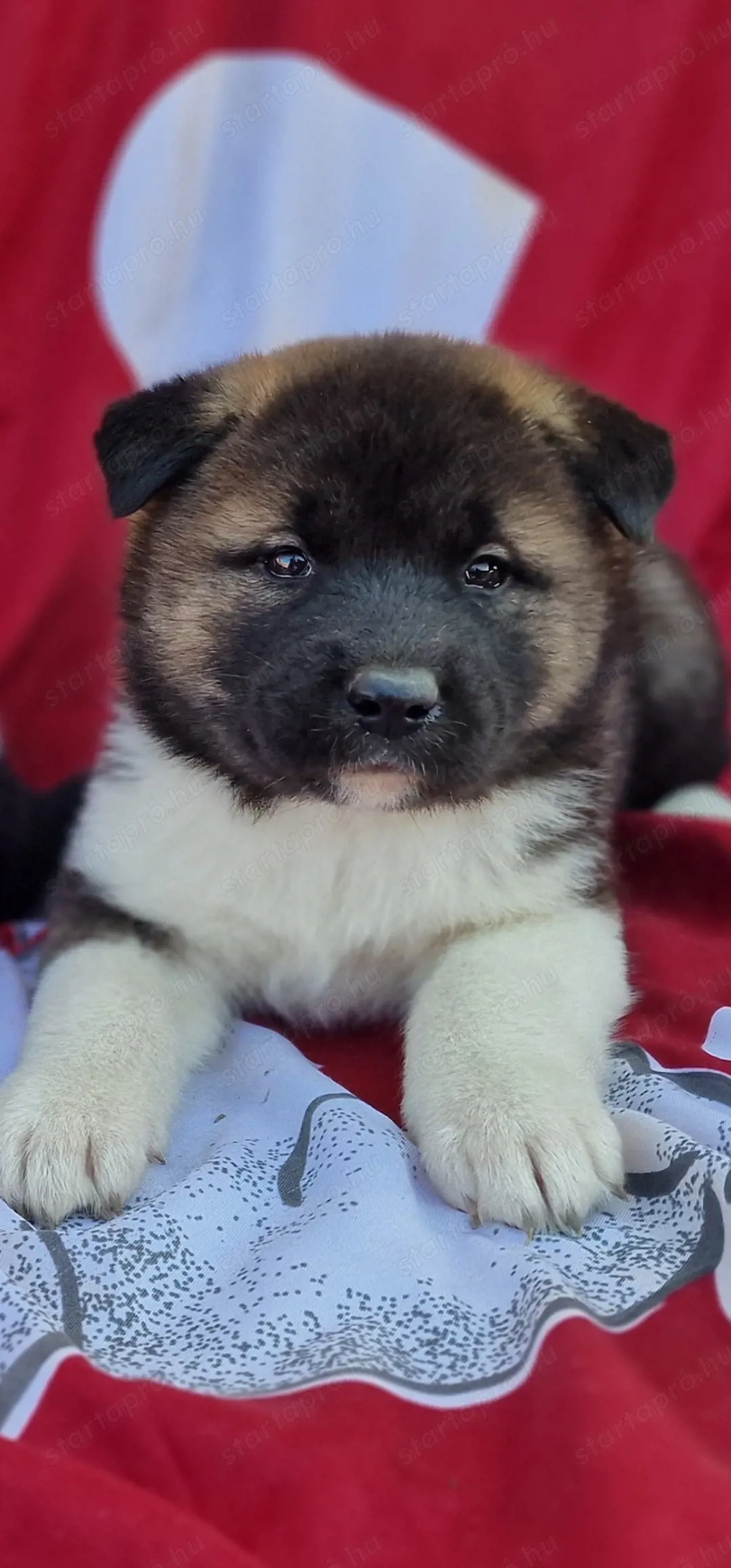 Amerikai Akita