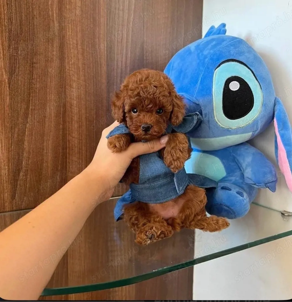   toy uszkár kiskutyák  