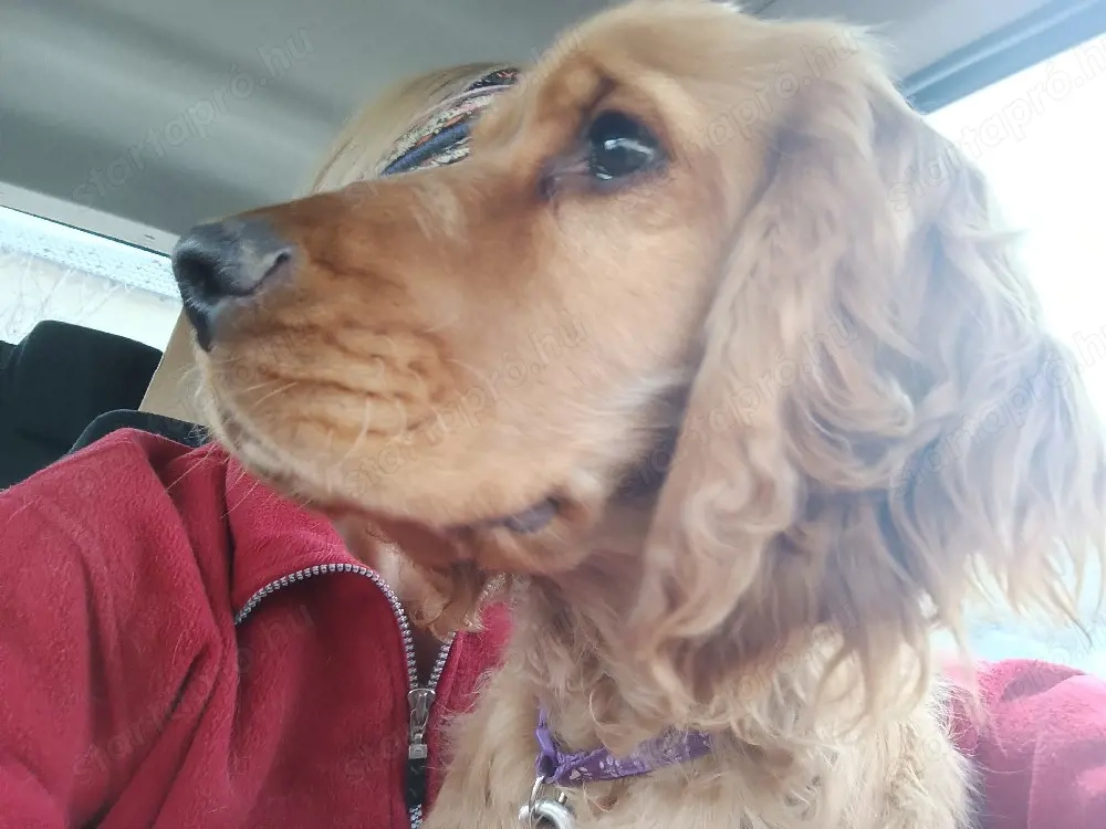 cocker spániel pár olcsón együtt eladó 