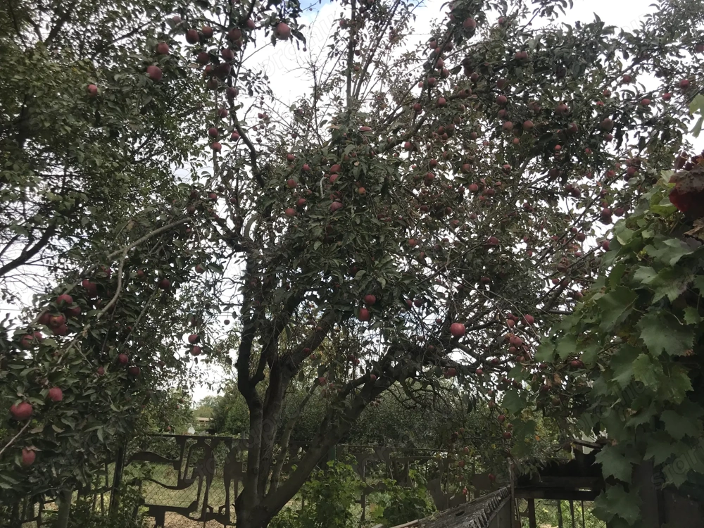  Gyümölcsös hétvégi kert eladó Körmenden   900 m , villany, kút, 40 gyümölcsfa, egyedi l