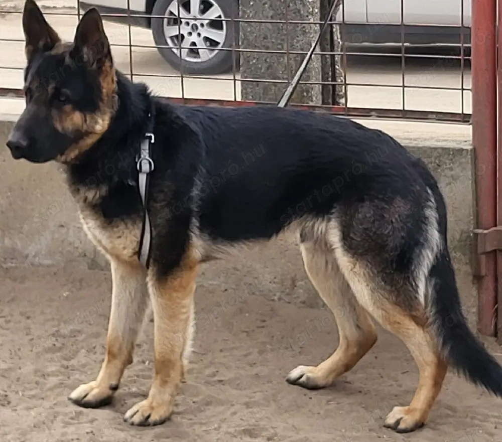 fiatal németjuhász kan