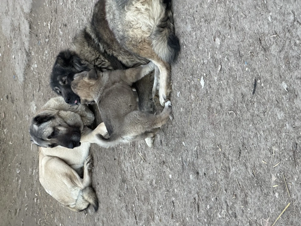 Kau-Kangal mix eladó