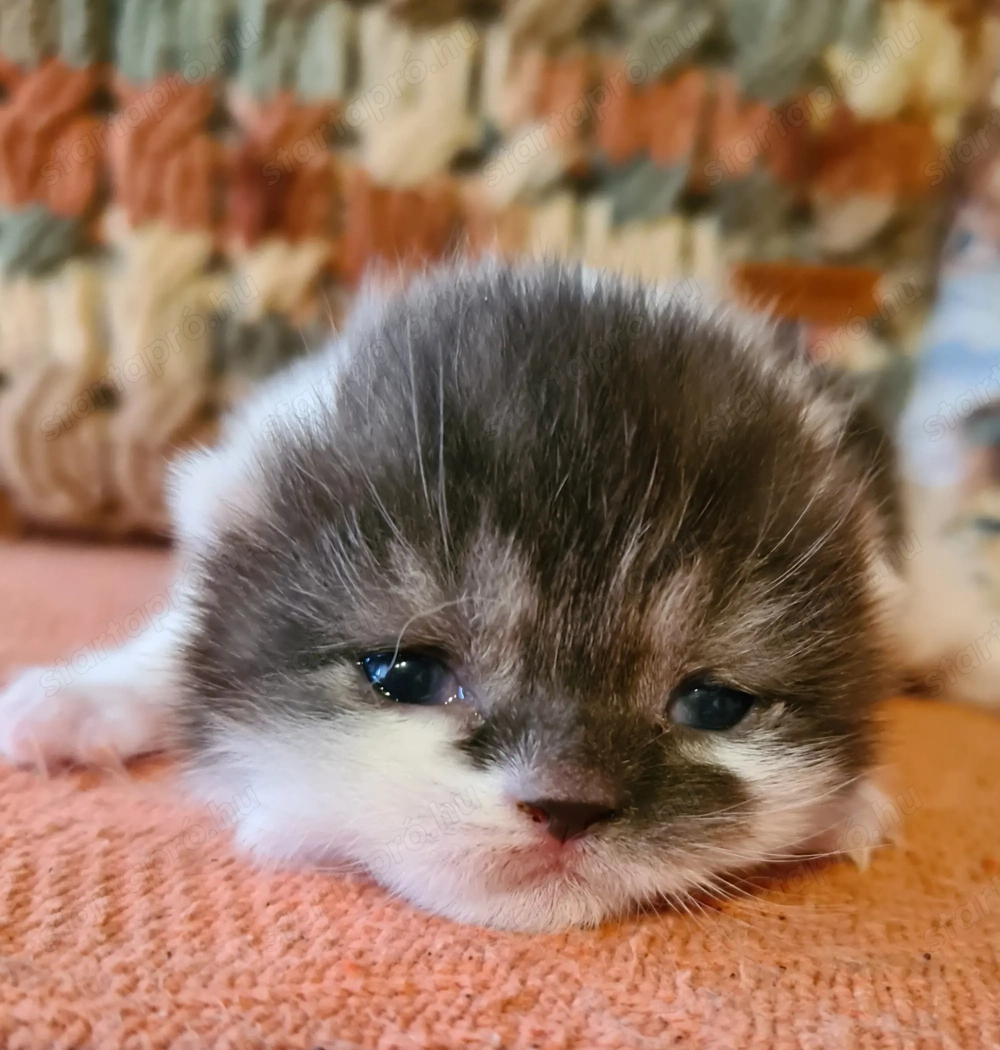 Törzskönyvezett szülőktől minőségi skót babák!