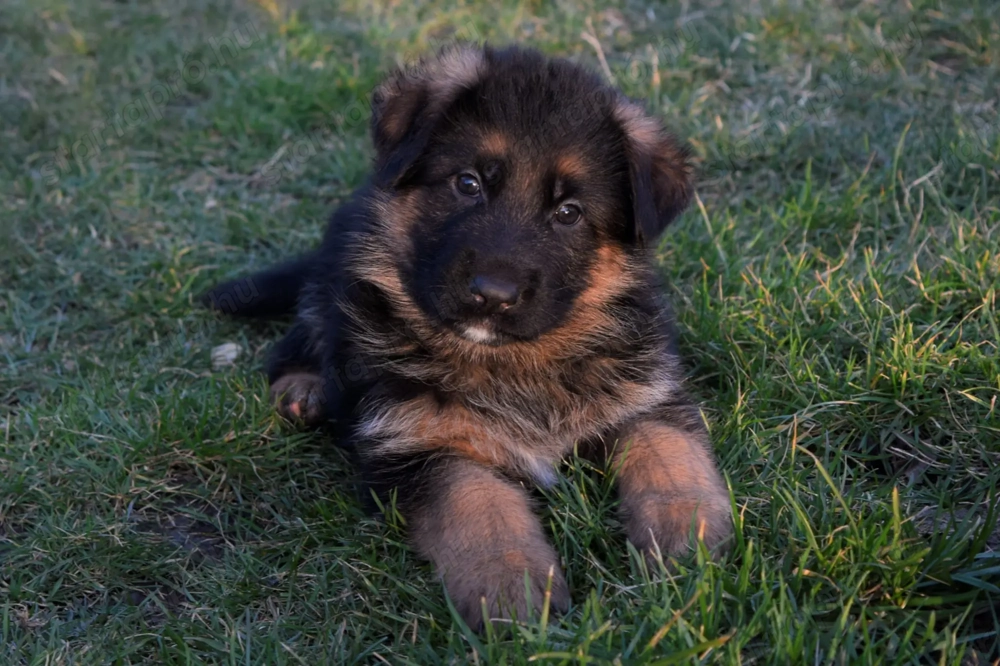 németjuhász kiskutya