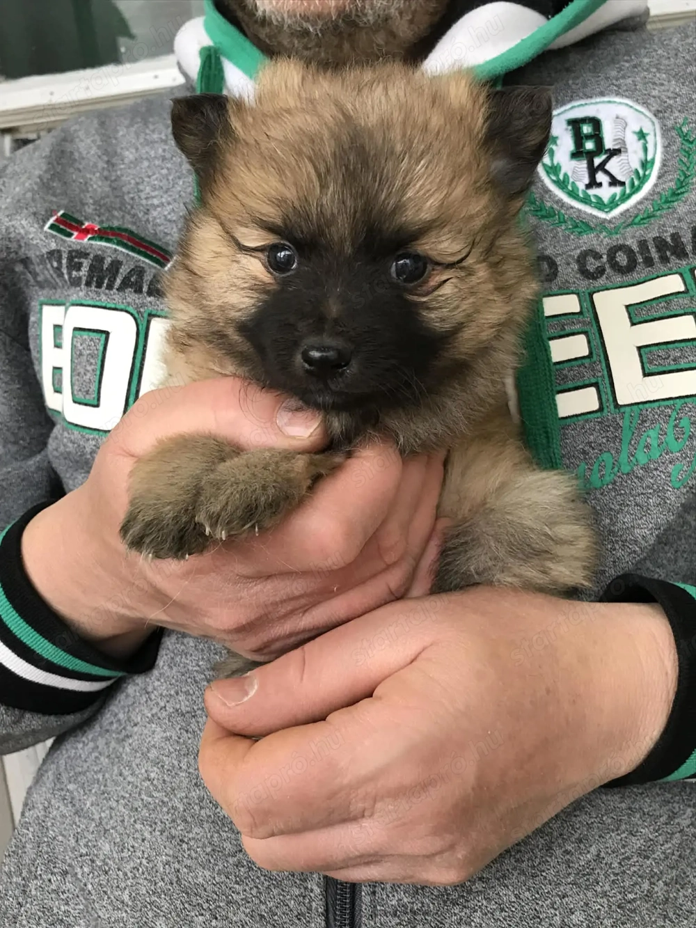 Eladók, foglalhatóak, tündéri Spicc, Spitz kiskutyák. Lányok és fiúk.