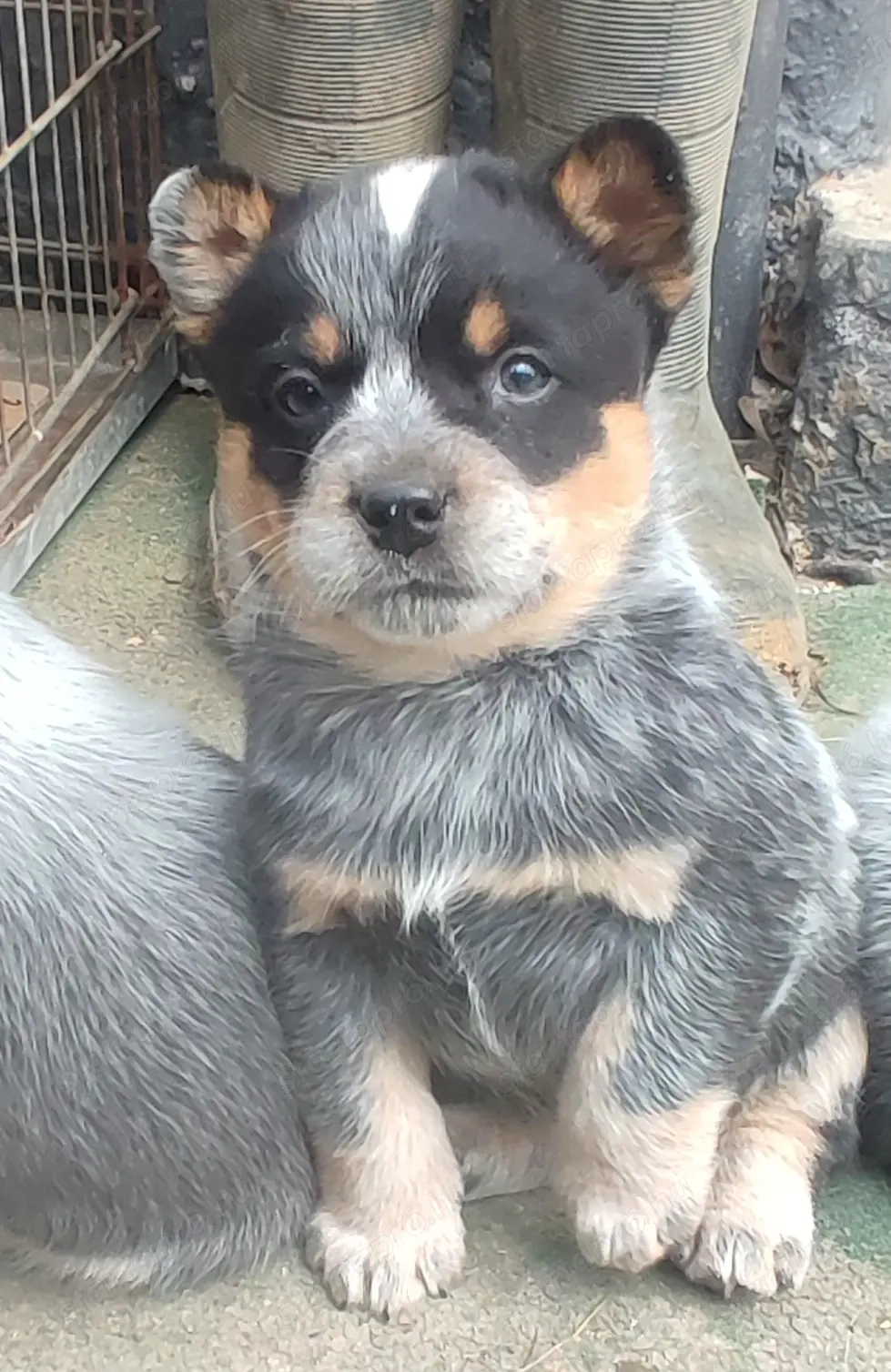 Ausztrál Cattle Dog kiskutyák