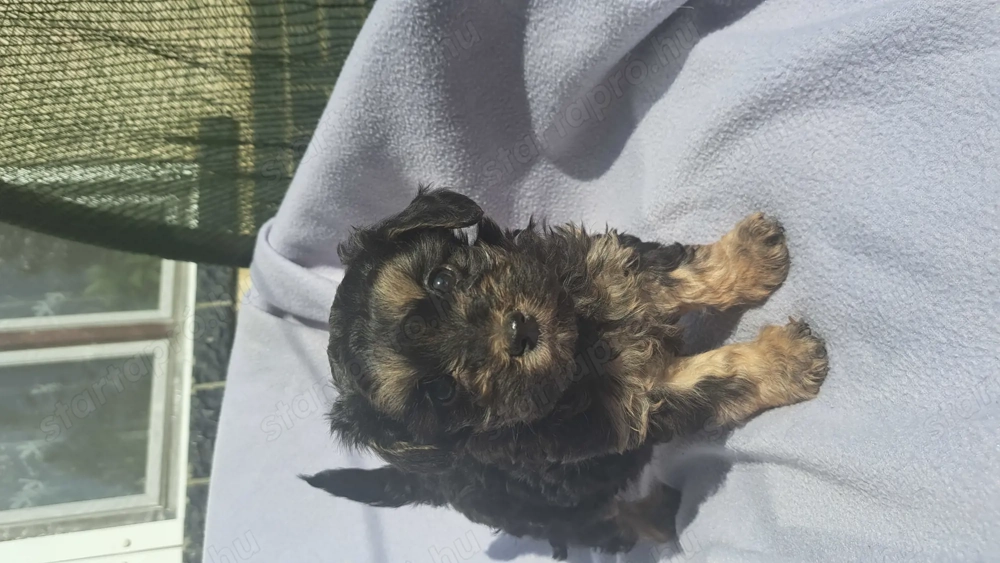 Havanese kislány keresi családját!