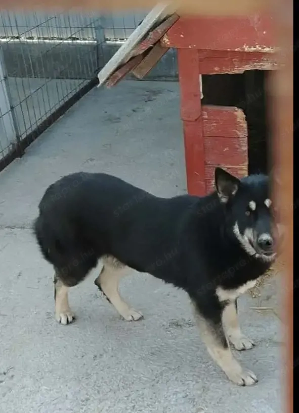 Jászladányi gyepmesteri telep gazdakeresői sos