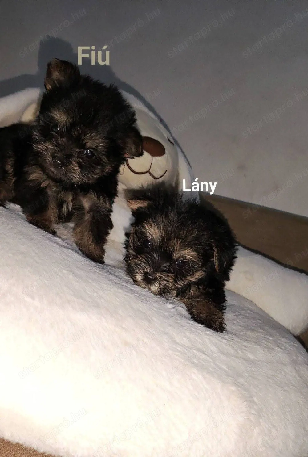 Eladó yorkshire kiskutyák 