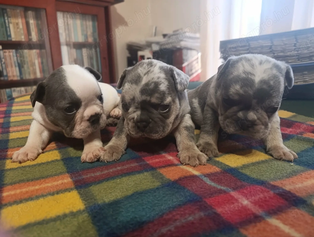 Francia bulldog kis kutyák