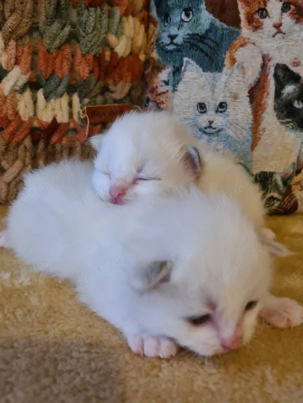 Törzskönyvezett szülőktől Ragdoll babyk foglalhatók!