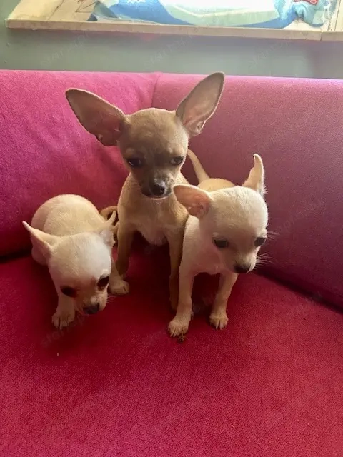 Három apró szív keresi az álomgazdit! 