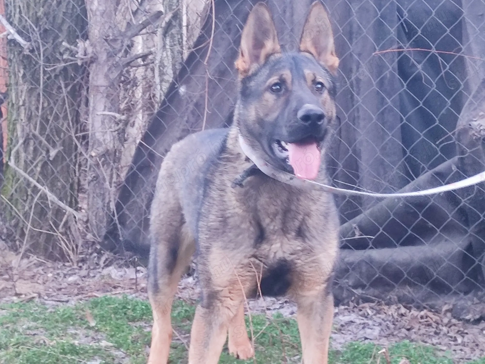 Németjuhász, német juhász