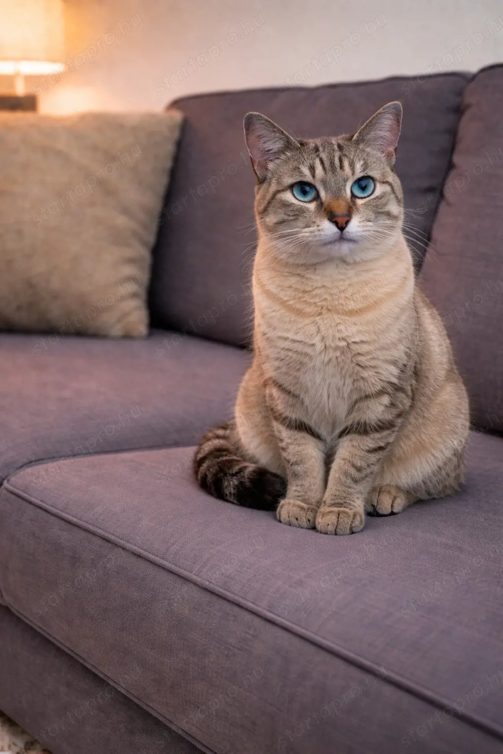 Lynx point sziámi cica