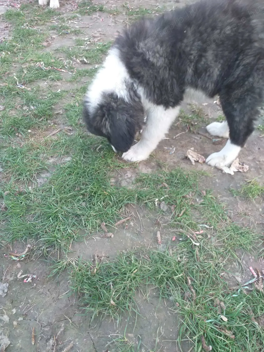 Kaukázusi kölykök eladók