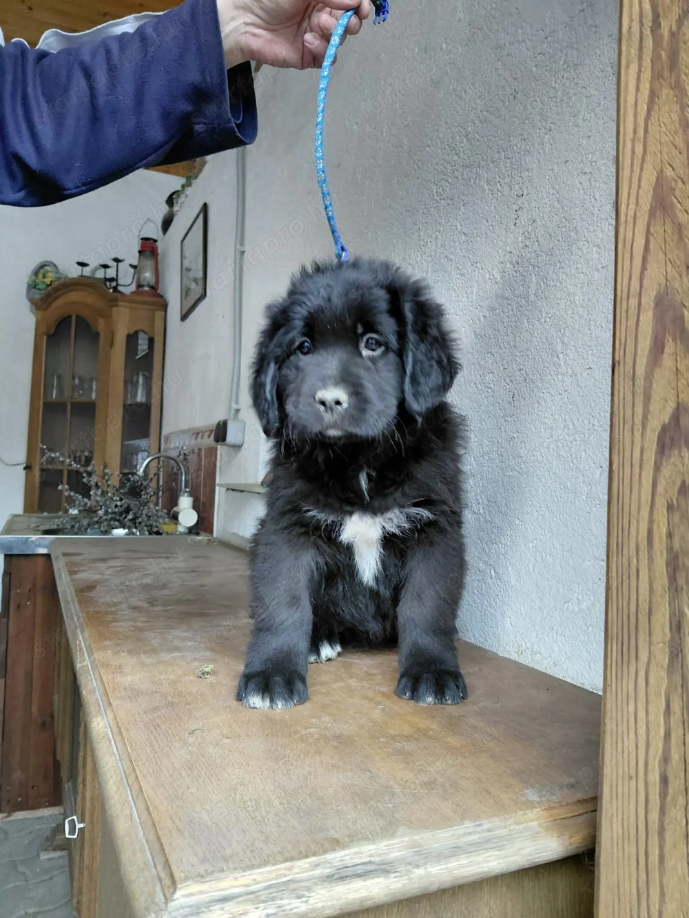 Eladó  ujfundlandi kiskutyák