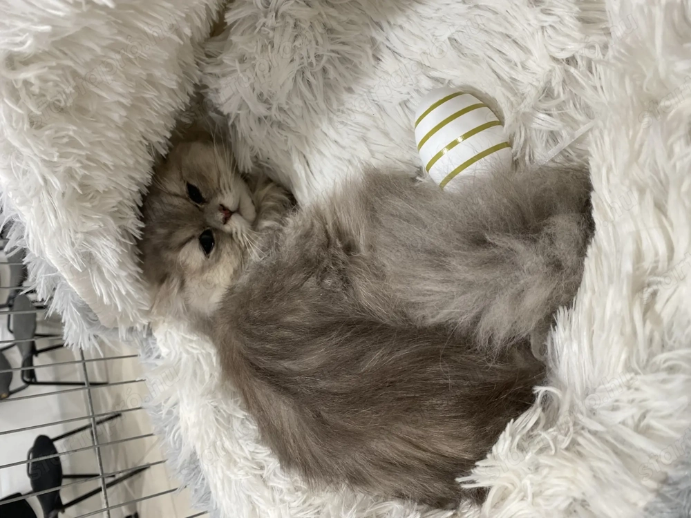 Csincsilla Perzsa cica macska eladó