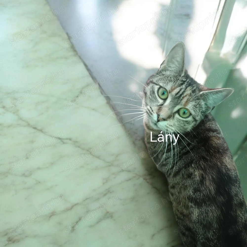 Lány macska keres szerető gazdát 