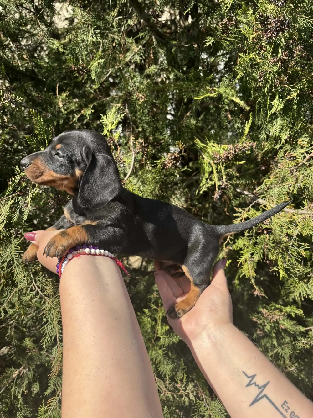 Törpe tacskó más udvarán játszadozna