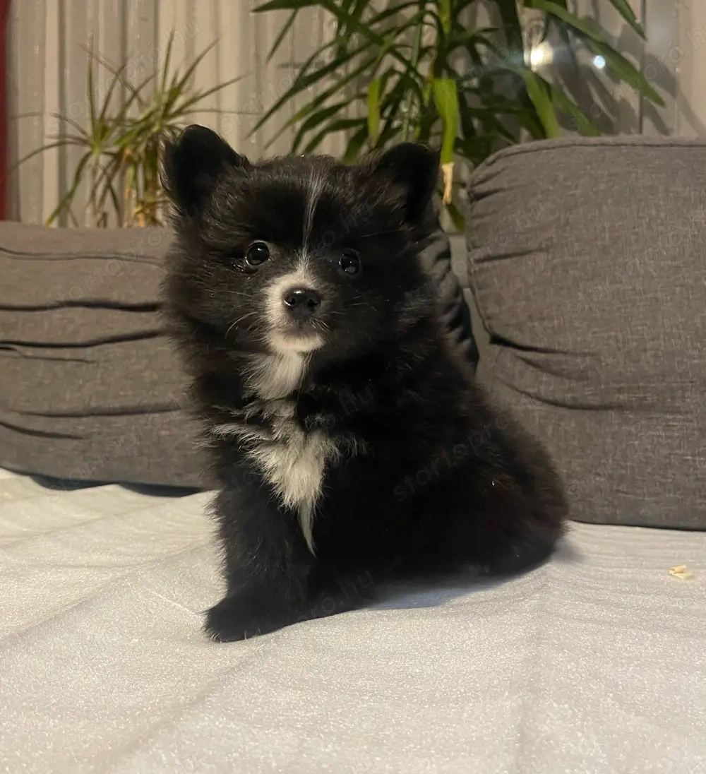 Pomerániai Törpe Spitz kiskutya