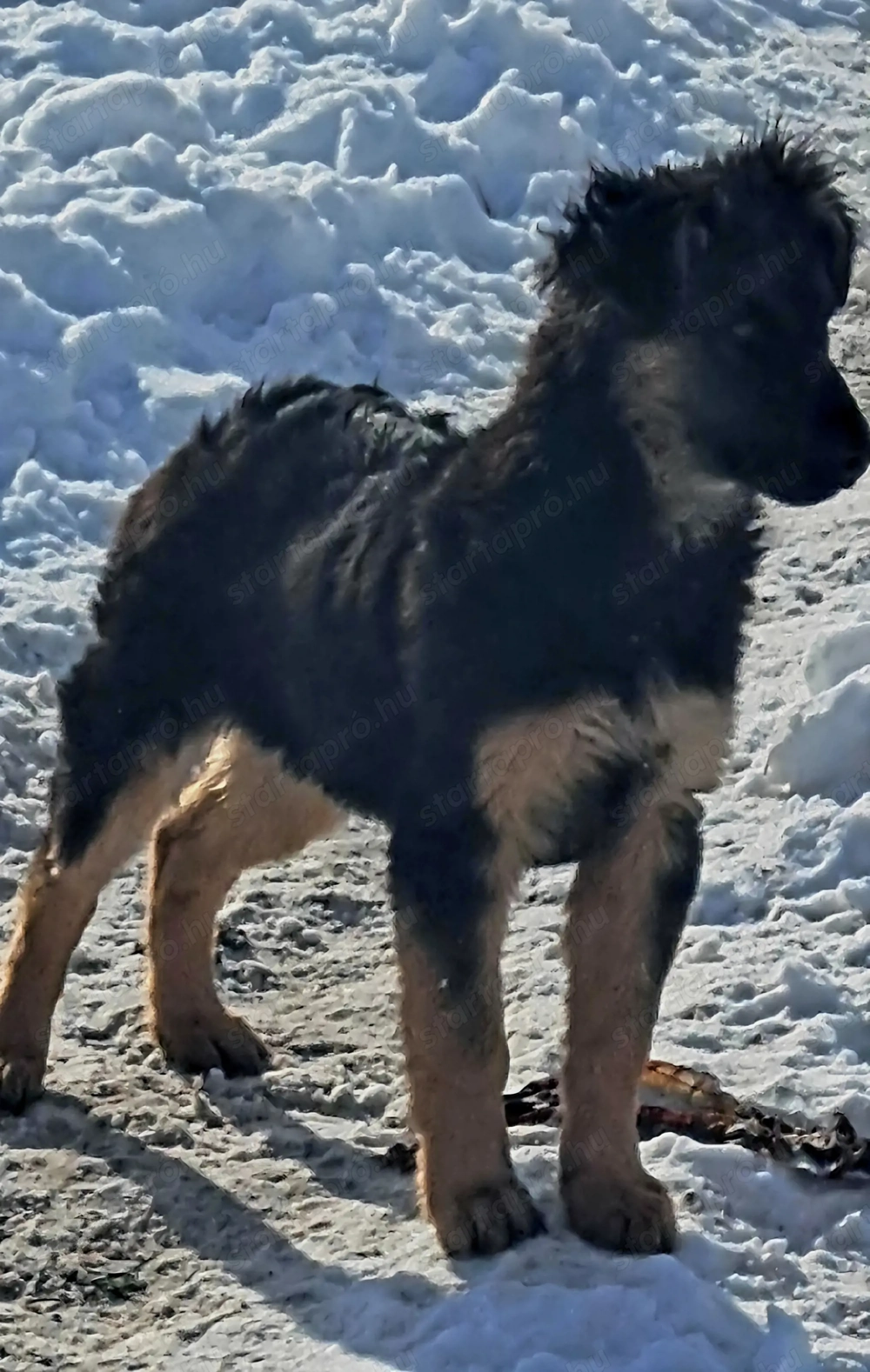 5126 jászfényszaru