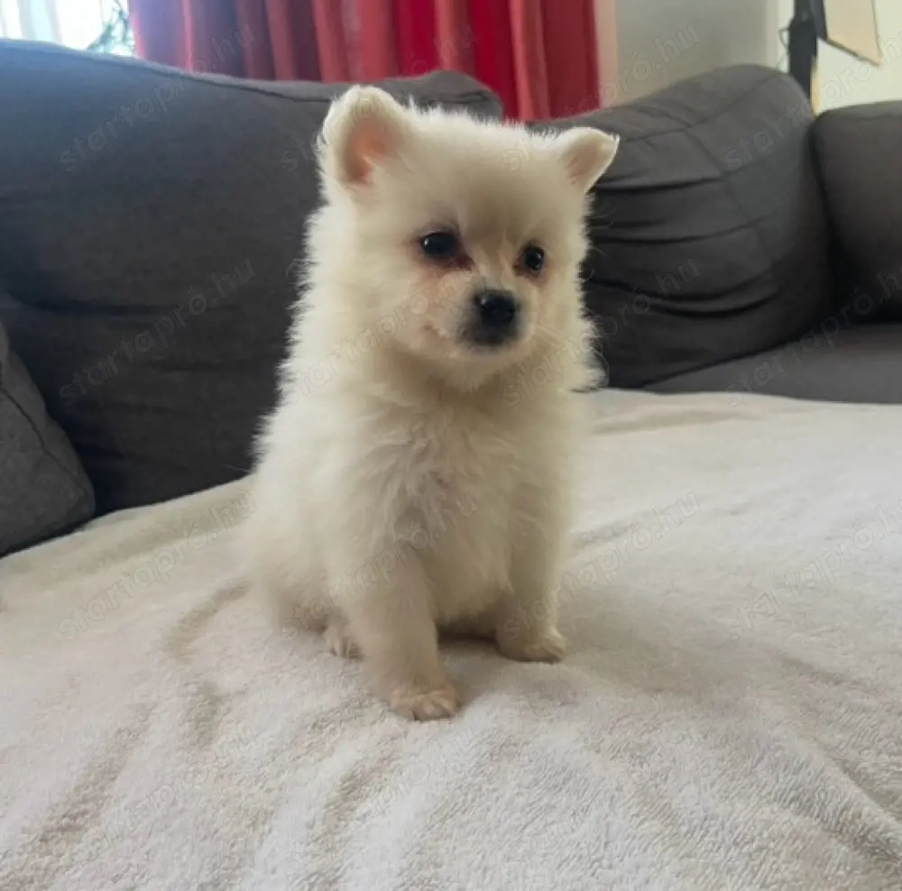 Pomerániai Törpe Spitz Kisfiú