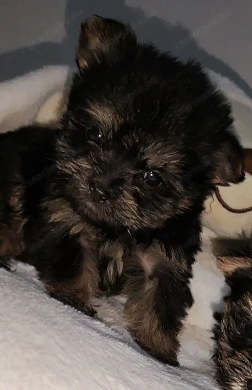 Eladó Yorkshire kiskutya 