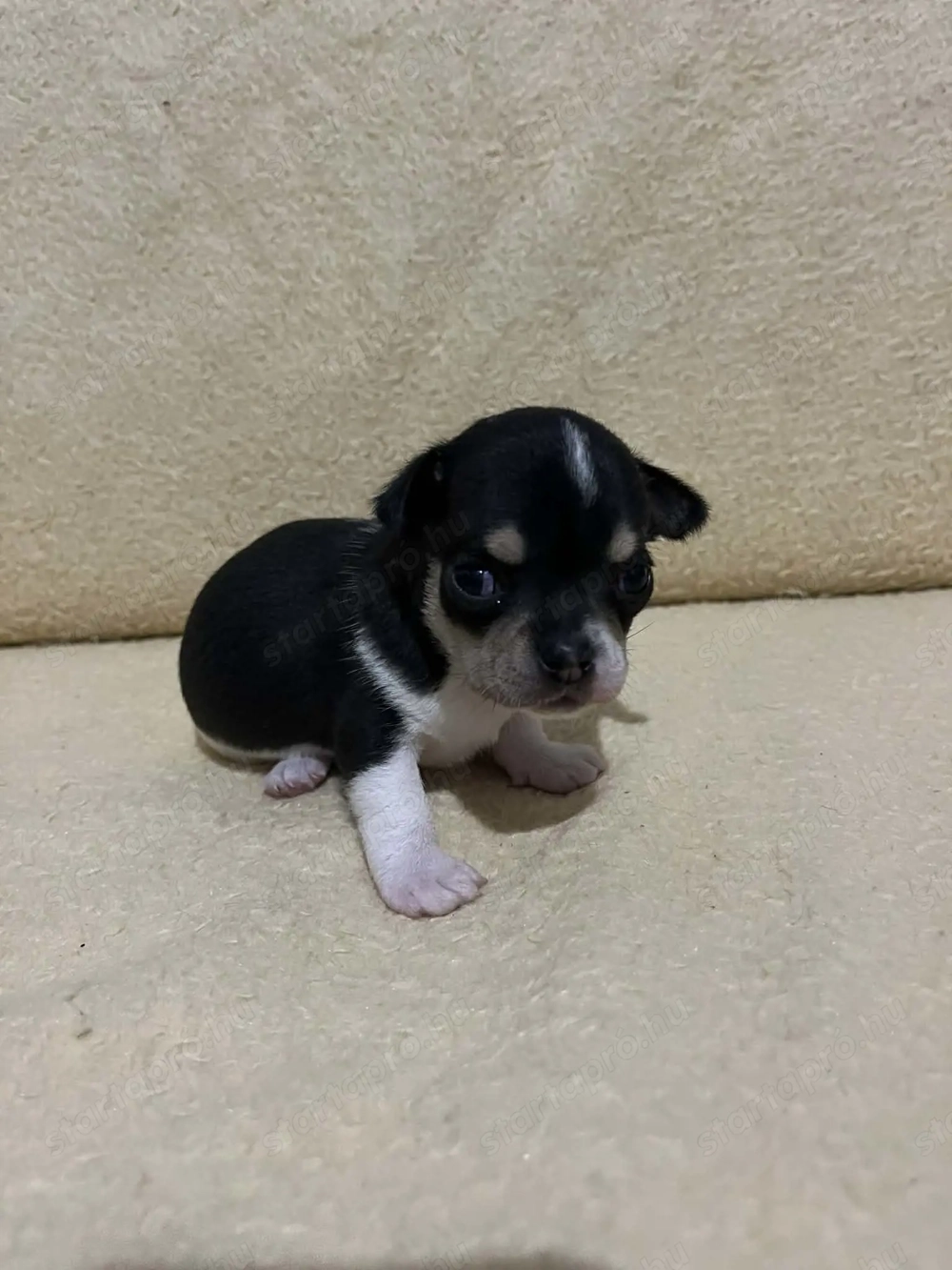 7 hetes fehér-fekete trikolor 2 kicsi kan keresi a gazdit 