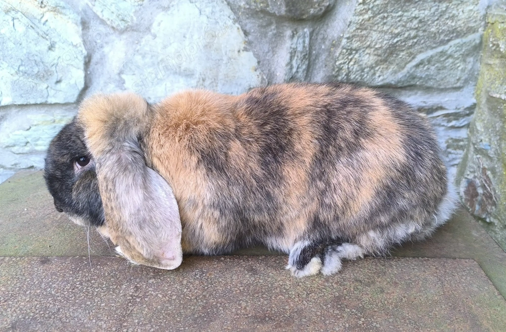 Óriás kosorrú nyulak 