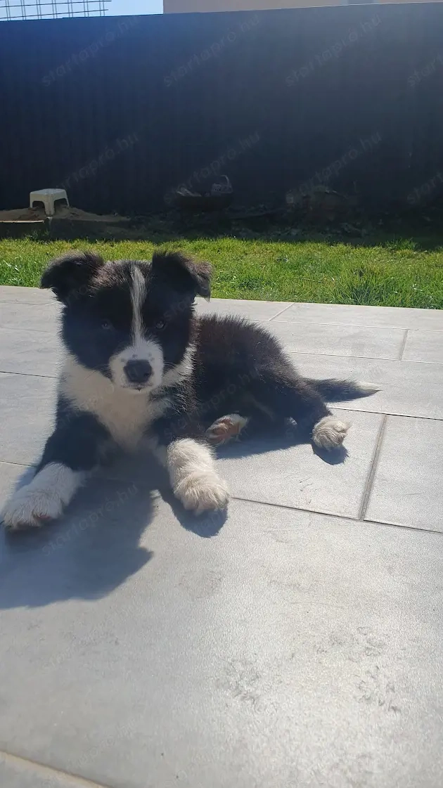 Border collie jellegű kiskutya eladó