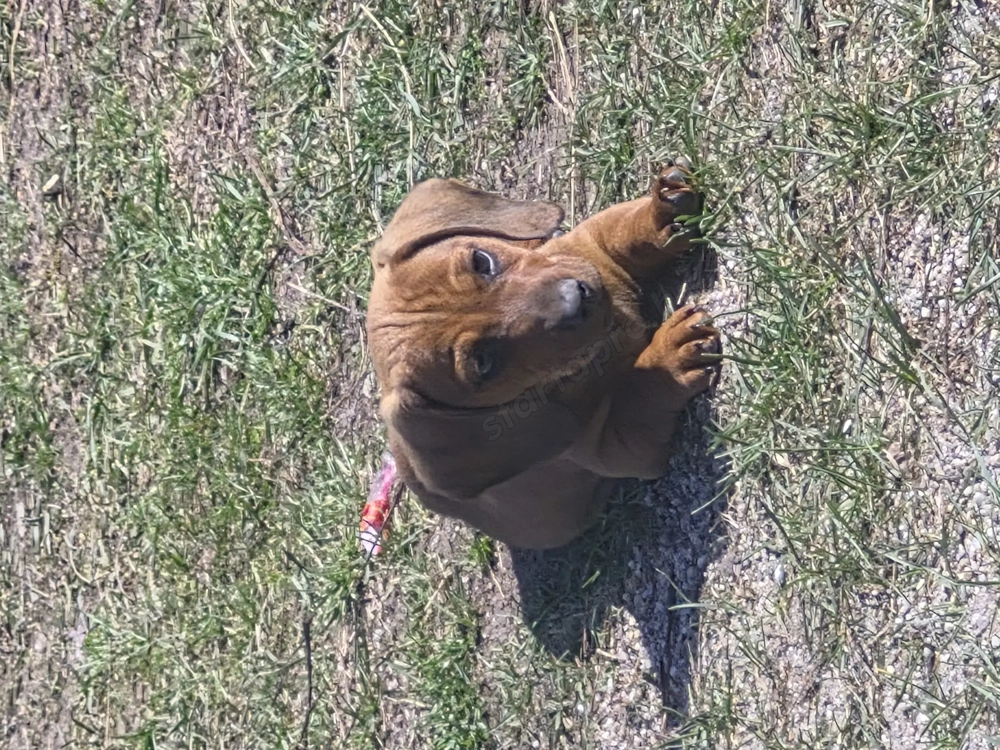 Törpe tacskó vörös