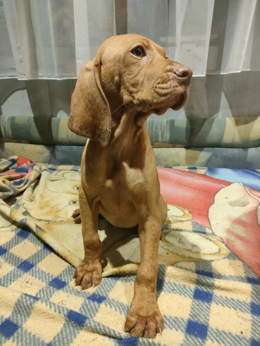 Magyar vizsla kölyök 