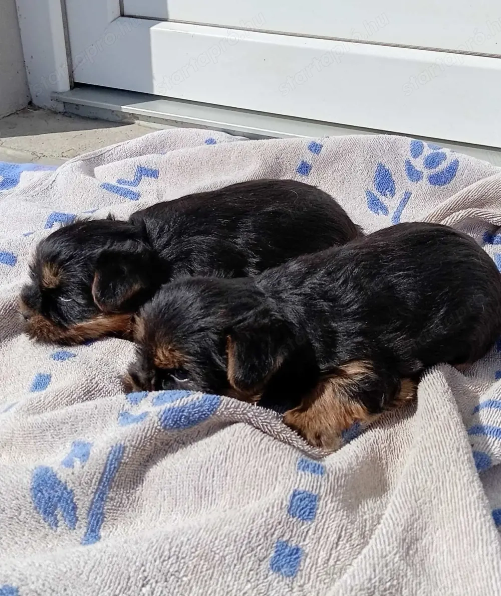 Mini Yorki Kiskutyák