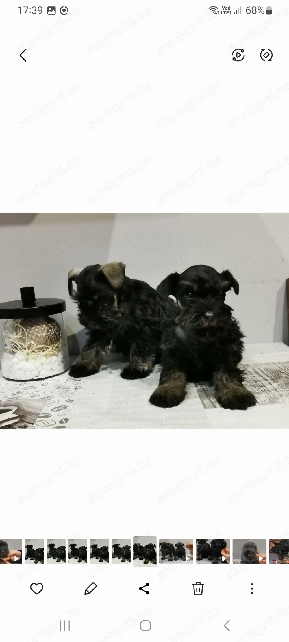 Schnauzer kiskutyák 