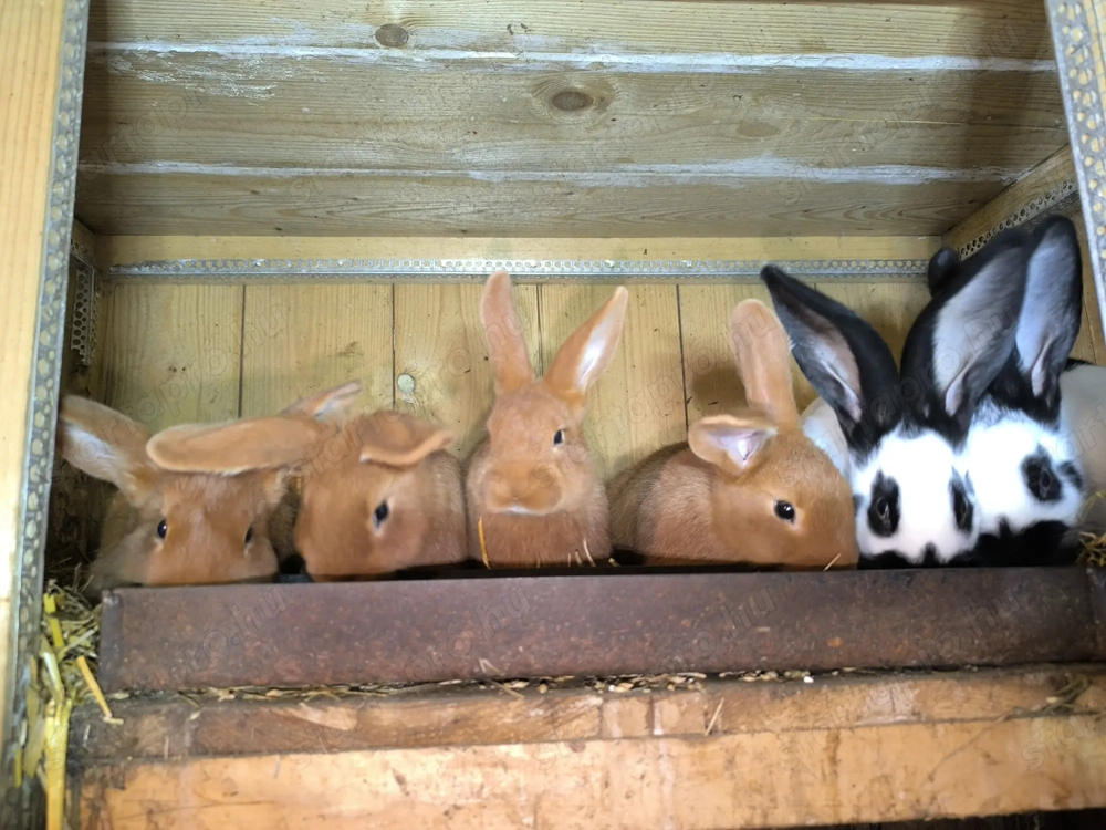 Újzélandi vörös nyulak 