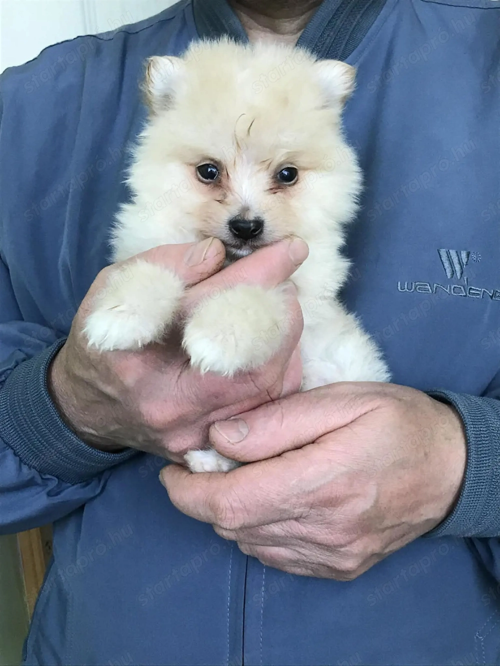 Eladók, foglalhatóak,tündéri Spicc, Spitz kiskutyák. 1 lány, 3 fiú.