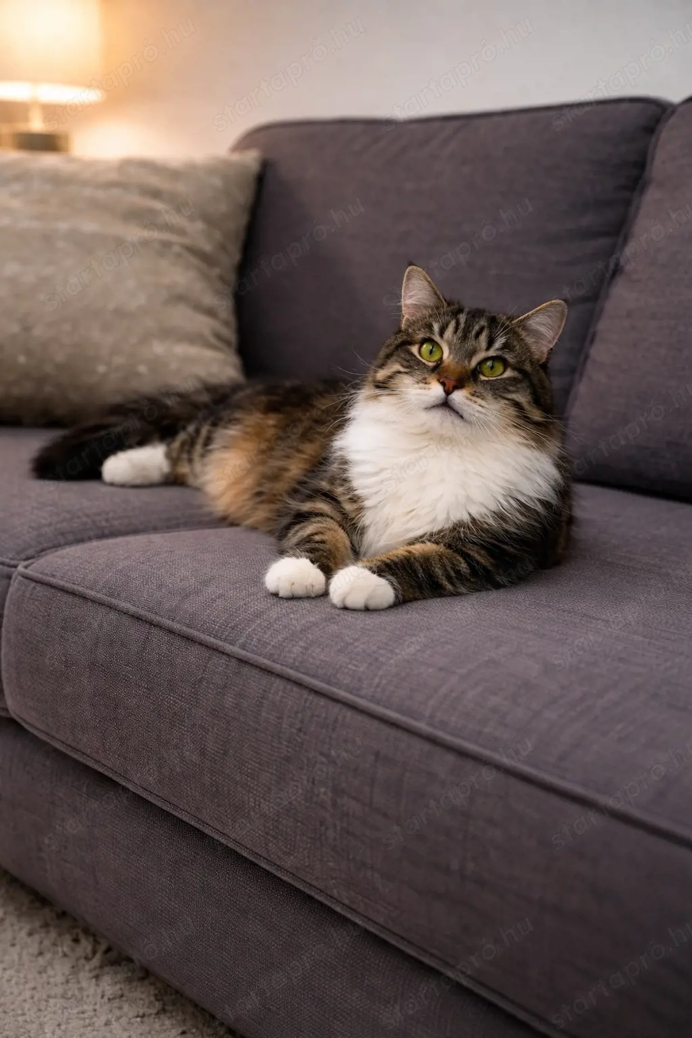 Maine coon x Norvég erdei