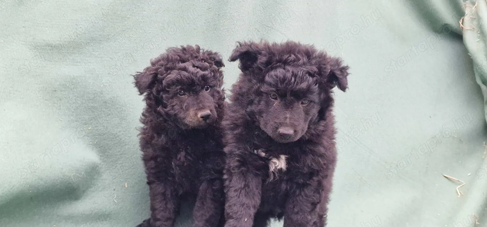 Mudi kiskutyák eladók