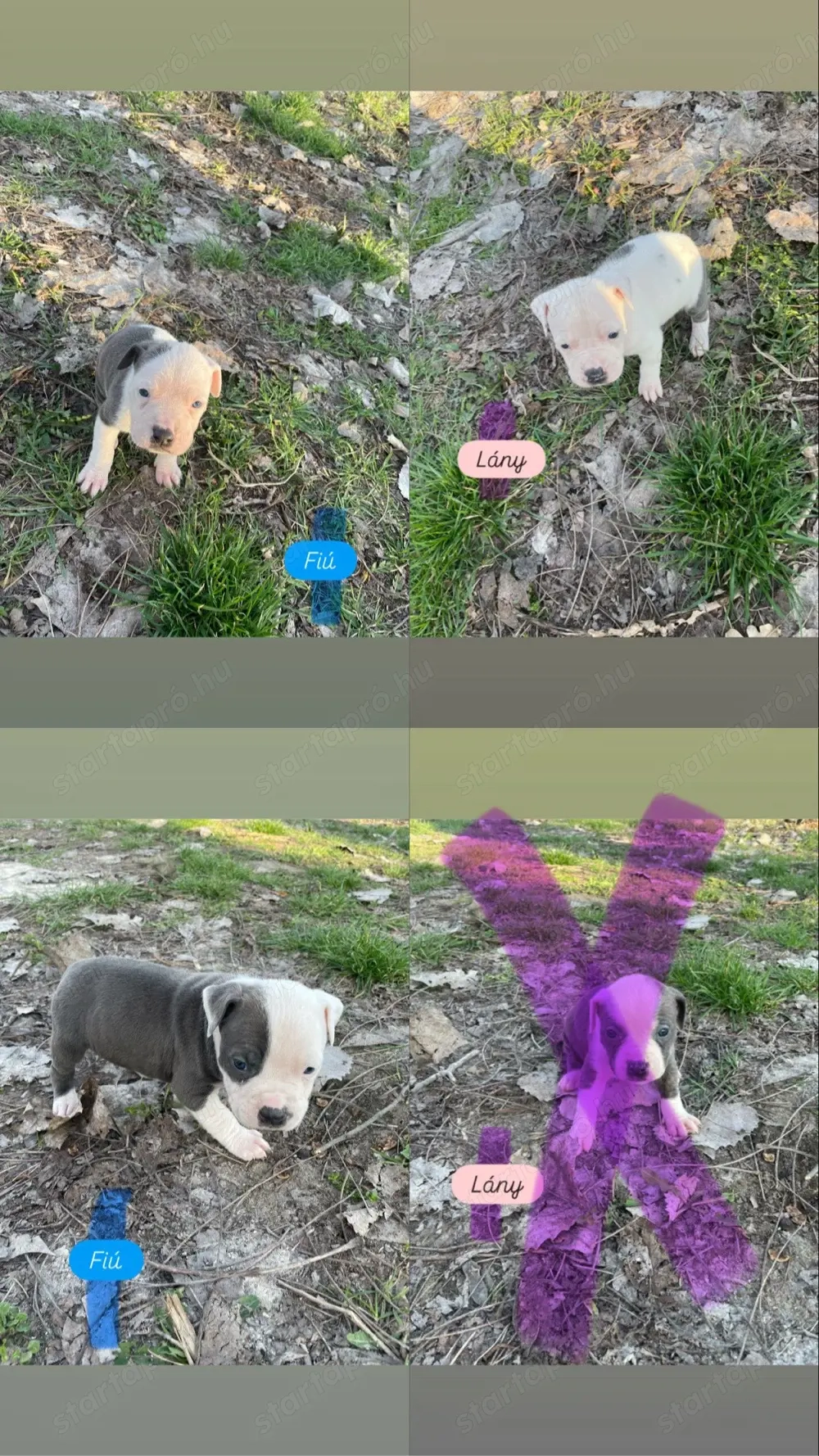 Amstaff kiskutyák eladóak