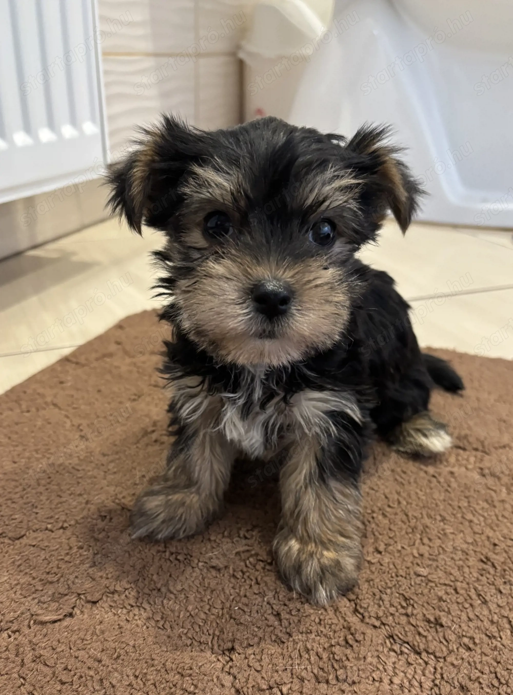 Mini yorki kisfiú és kislány